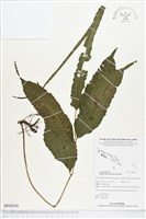 尾葉實蕨藏品圖，第1張