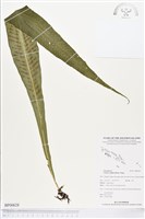 萊氏線蕨藏品圖，第1張