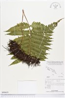 登錄號:BP00629藏品圖，第1張