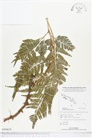 闊葉骨碎補藏品圖，第1張