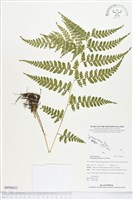 熱帶鱗蓋蕨藏品圖，第1張