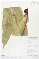 臺灣山蘇花藏品圖，第1張