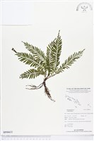 登錄號:BP00633藏品圖，第1張