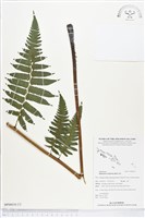 過溝菜蕨藏品圖，第1張