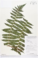 過溝菜蕨藏品圖，第2張