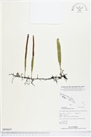 抱樹石葦藏品圖，第1張