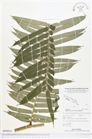 蘭嶼觀音座蓮藏品圖，第1張