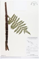 登錄號:BP00637藏品圖，第1張