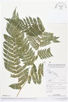 登錄號:BP00637藏品圖，第2張