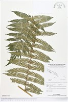 登錄號:BP00637藏品圖，第3張