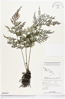 大球稈毛蕨藏品圖，第1張