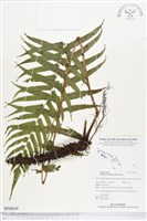 大葉毛蕨藏品圖，第1張