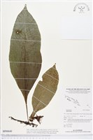 登錄號:BP00640藏品圖，第1張