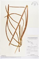 登錄號:BP00642藏品圖，第1張