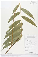 登錄號:BP00642藏品圖，第2張