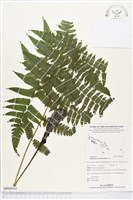 過溝菜蕨藏品圖，第1張