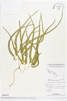 登錄號:BP00644藏品圖，第1張