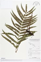 登錄號:BP00645藏品圖，第1張