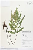 登錄號:BP00646藏品圖，第1張