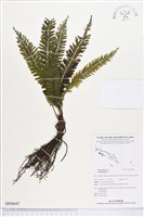 登錄號:BP00647藏品圖，第1張