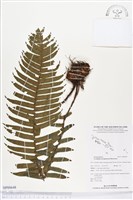 登錄號:BP00648藏品圖，第1張