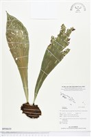 登錄號:BP00650藏品圖，第1張