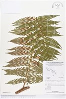 登錄號:BP00651藏品圖，第2張