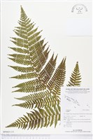 登錄號:BP00651藏品圖，第3張