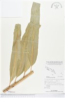 登錄號:BP00652藏品圖，第2張