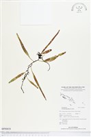 抱樹石葦藏品圖，第1張