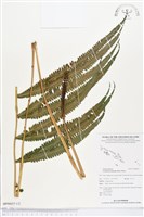 大葉毛蕨藏品圖，第1張