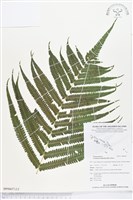 大葉毛蕨藏品圖，第2張