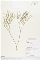 松葉蕨藏品圖，第1張