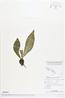 登錄號:BP00661藏品圖，第1張