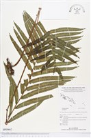 登錄號:BP00662藏品圖，第1張