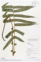 大葉毛蕨藏品圖，第1張