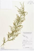 過山龍藏品圖，第1張