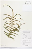 鱗蓋鳳尾蕨藏品圖，第2張