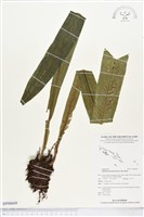 南洋山蘇花藏品圖，第1張