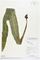 星蕨藏品圖，第1張