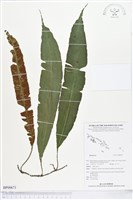 登錄號:BP00671藏品圖，第1張