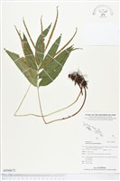 登錄號:BP00672藏品圖，第1張