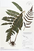 登錄號:BP00674藏品圖，第1張