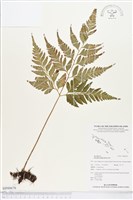 闊葉骨碎補藏品圖，第1張