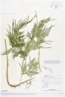 全緣卷柏藏品圖，第1張