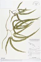 登錄號:BP00680藏品圖，第1張