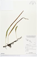 抱樹石葦藏品圖，第1張