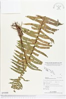 毛葉腎蕨藏品圖，第1張