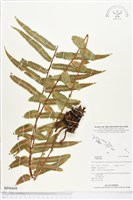 登錄號:BP00688藏品圖，第1張