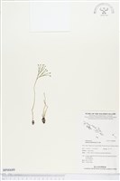 分枝莎草蕨藏品圖，第1張